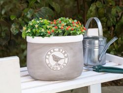 Madame Coco Alix Büyük Saksı