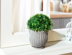 Madame Coco Algie Saksı